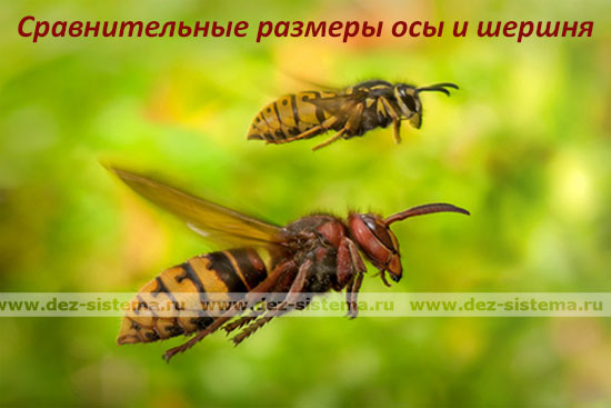 Сравнительные размеры осы и шершня